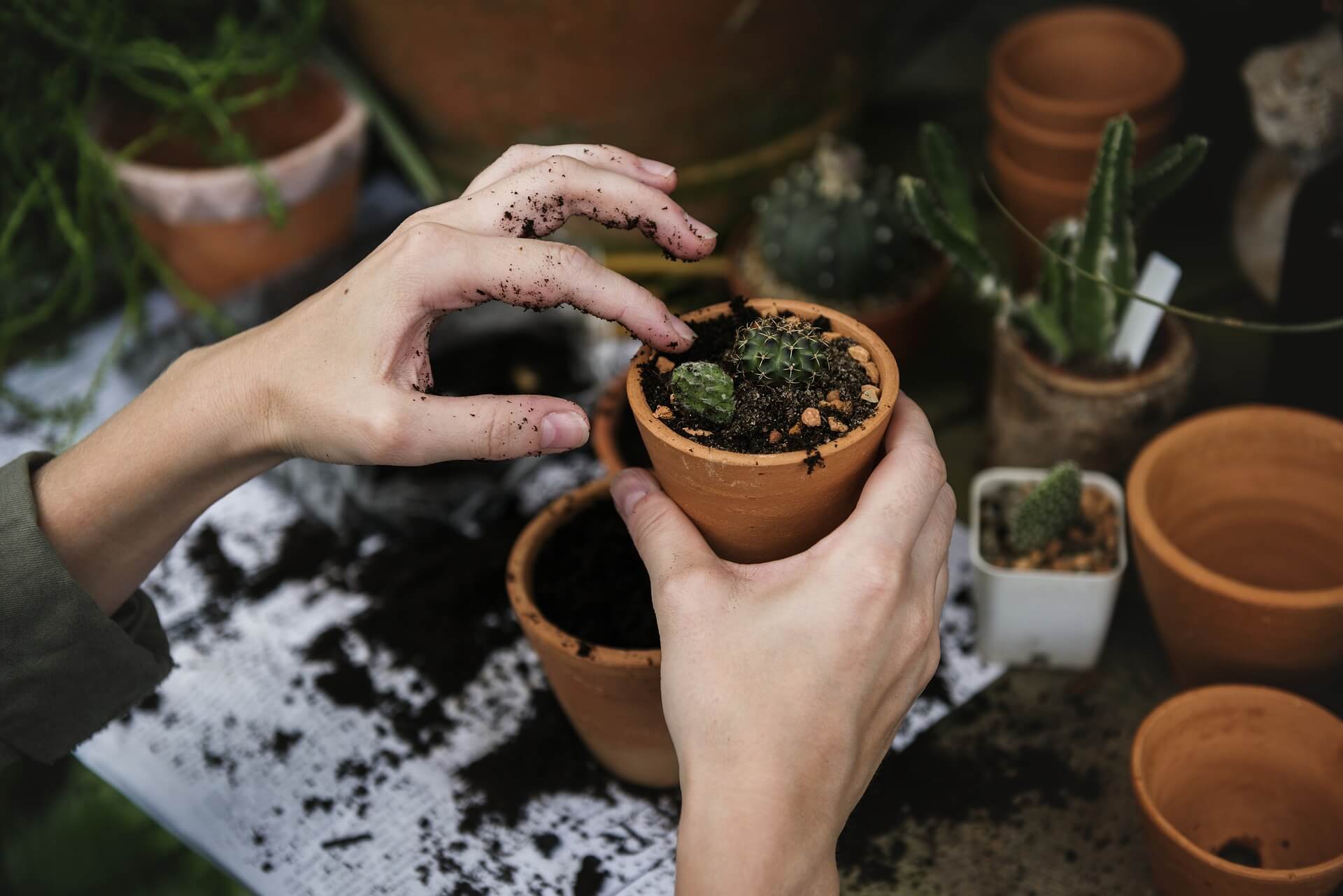 potting plants