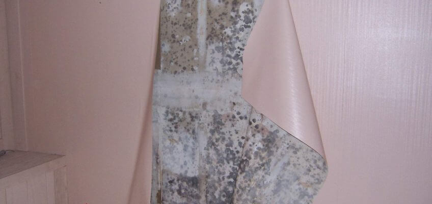 wall paper with mould